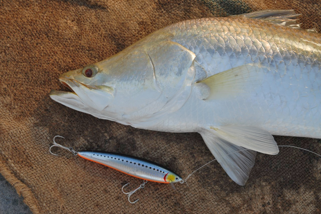 The Science of Hard Body Lures - Old Dog Lures - Australian Born +