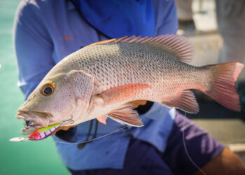 Understanding hardbody lures