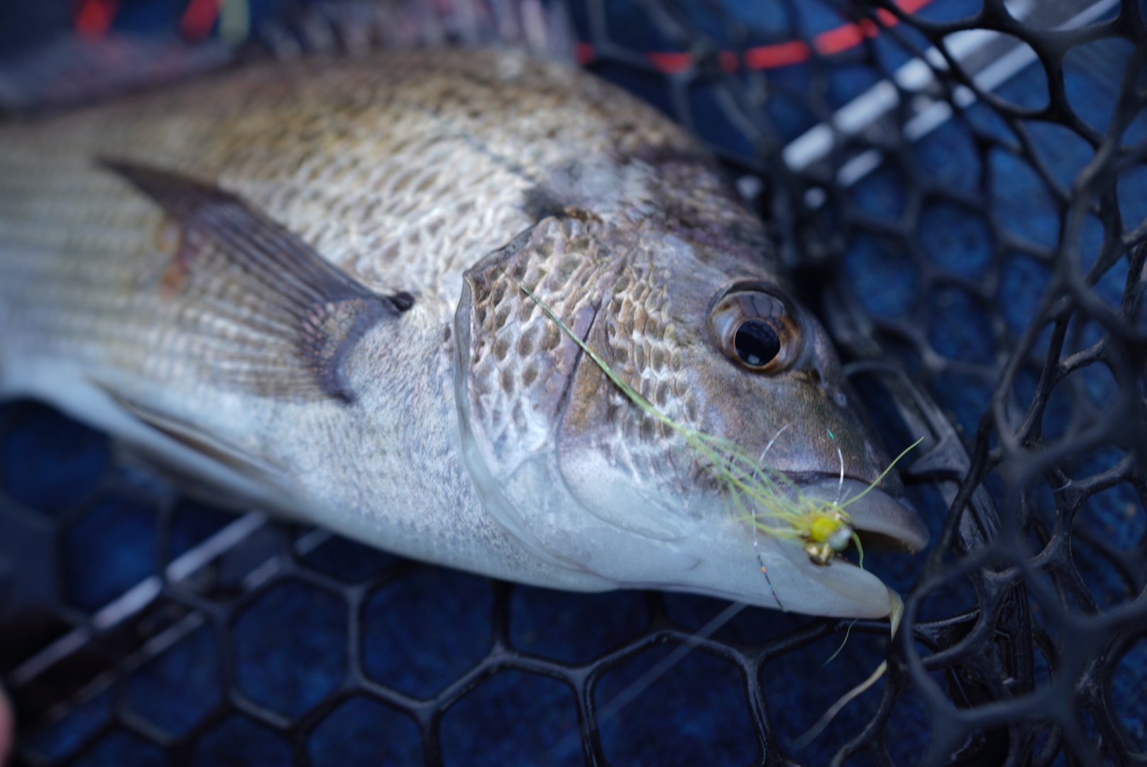 Fly fishing basics - Fishing World Australia