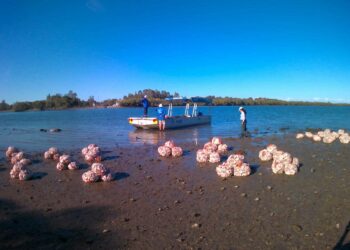 Game-changer for shellfish restoration