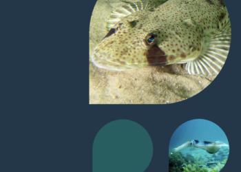 Tasmanian scalefish rules consultation re-opens