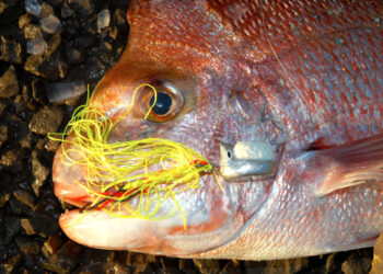 Fishing inshore reefs