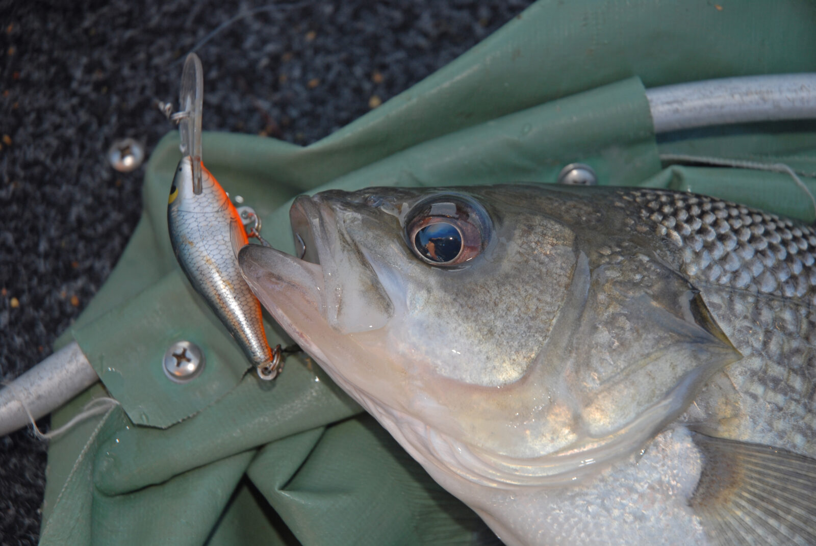 Fishing with hard body lures - The Fishing Website