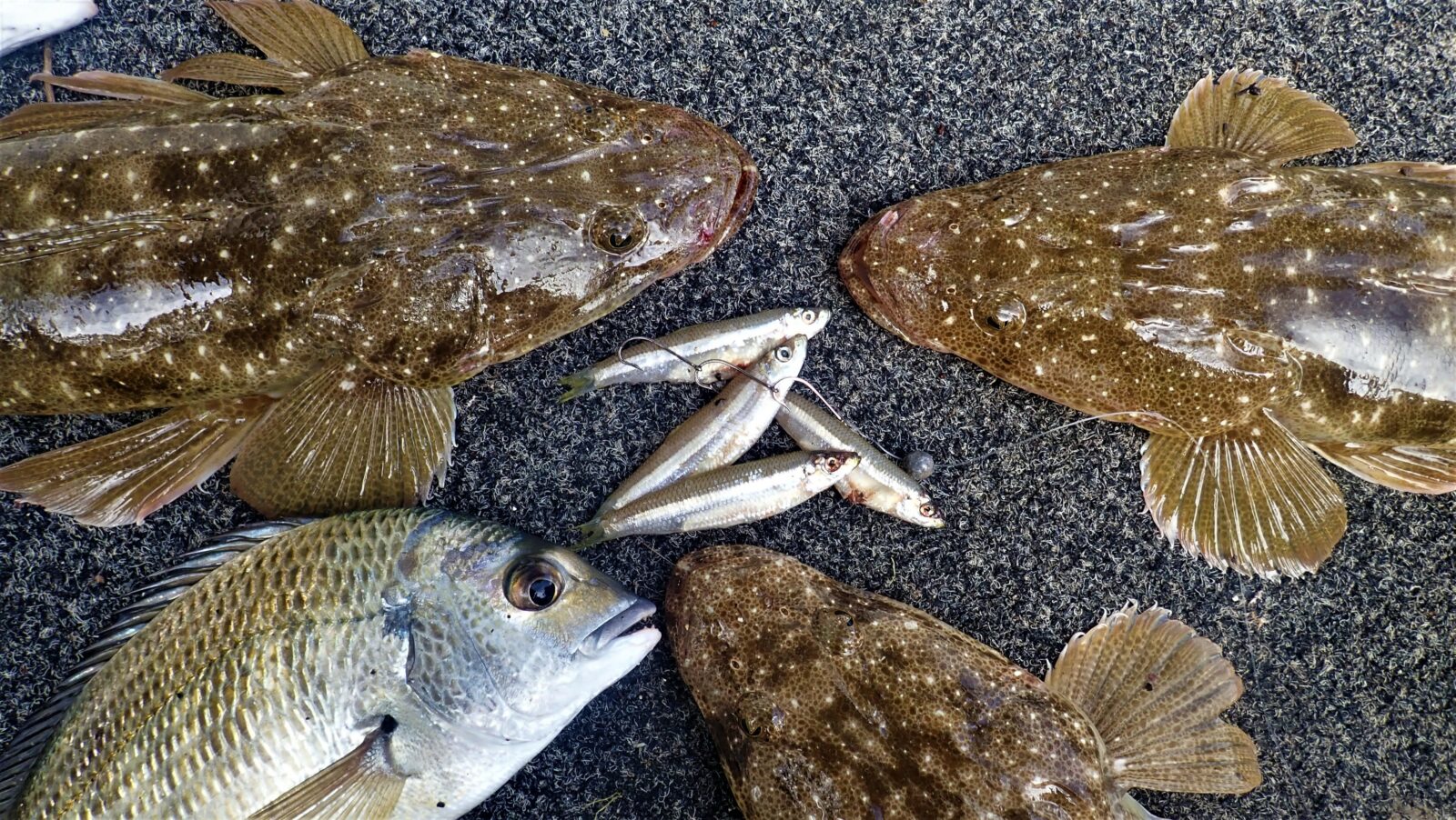 Flathead fishing can be done on either, spin, Alvey or even the humble