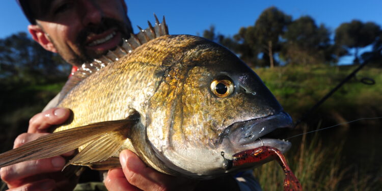 Tight water bream