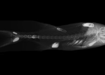FISH FACTS: Hyperostosis update