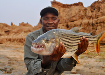 Chasing tigers in Africa