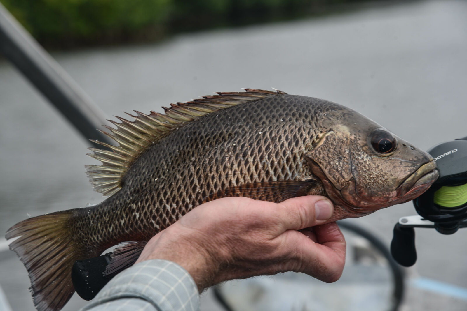 Shimano Curado 200 M Casting Reel Review - Wired2Fish