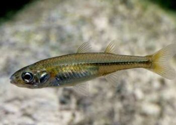 The resilient Murray Hardyhead