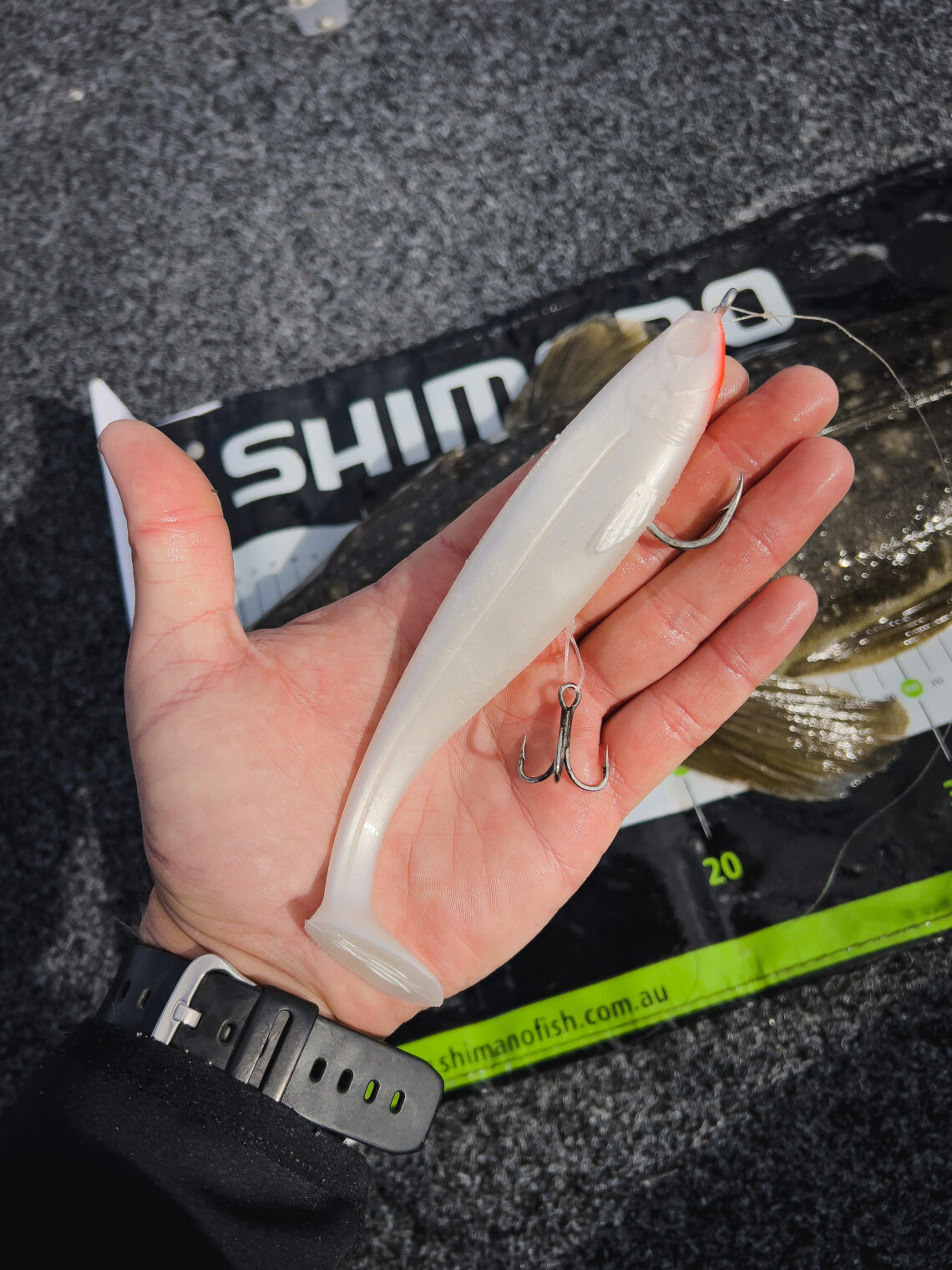 Big lures for trophy flathead Fishing World Australia