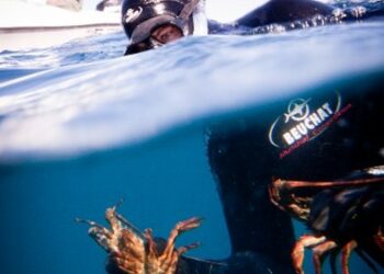 Back from the brink: NSW lobster fishery