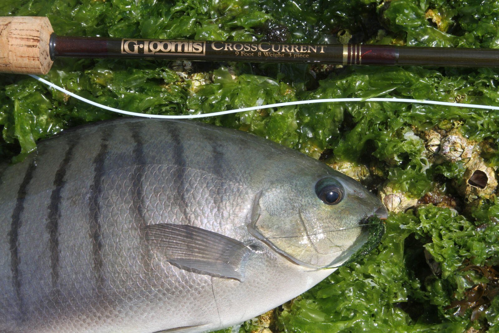 Len Butterworth Powerods. - LURELOVERS Australian Fishing Lure Community,  snyder glas rods