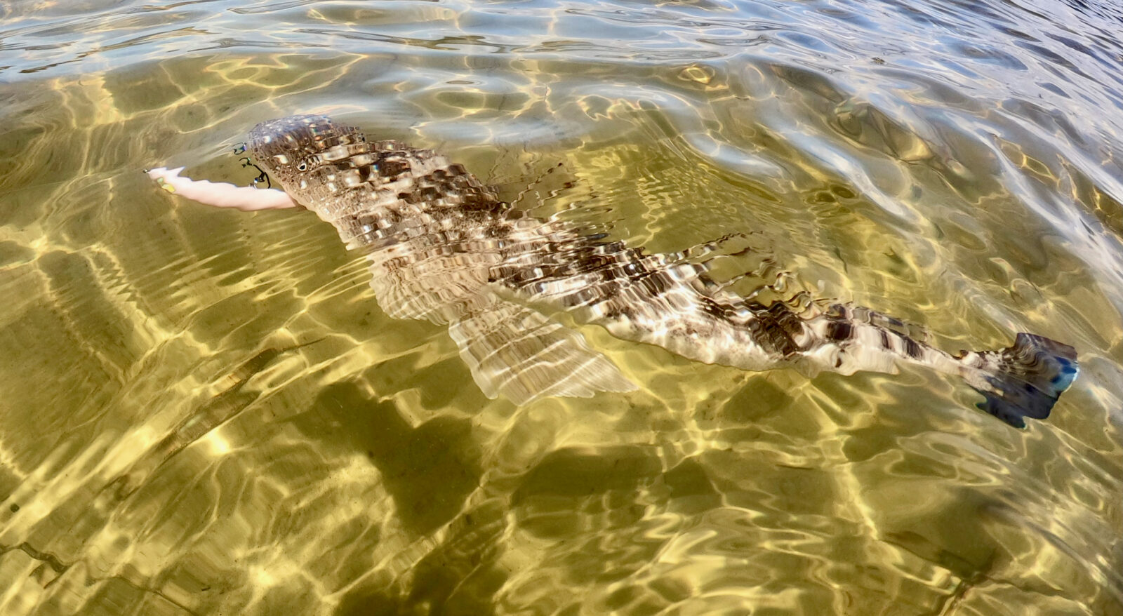 land based murray cod on lures - Hooked Up Magazine