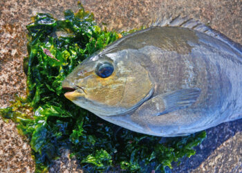 How to catch luderick