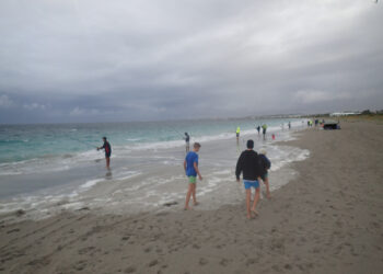 OPINION: Shark ban madness