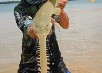 Did you see a sawfish?