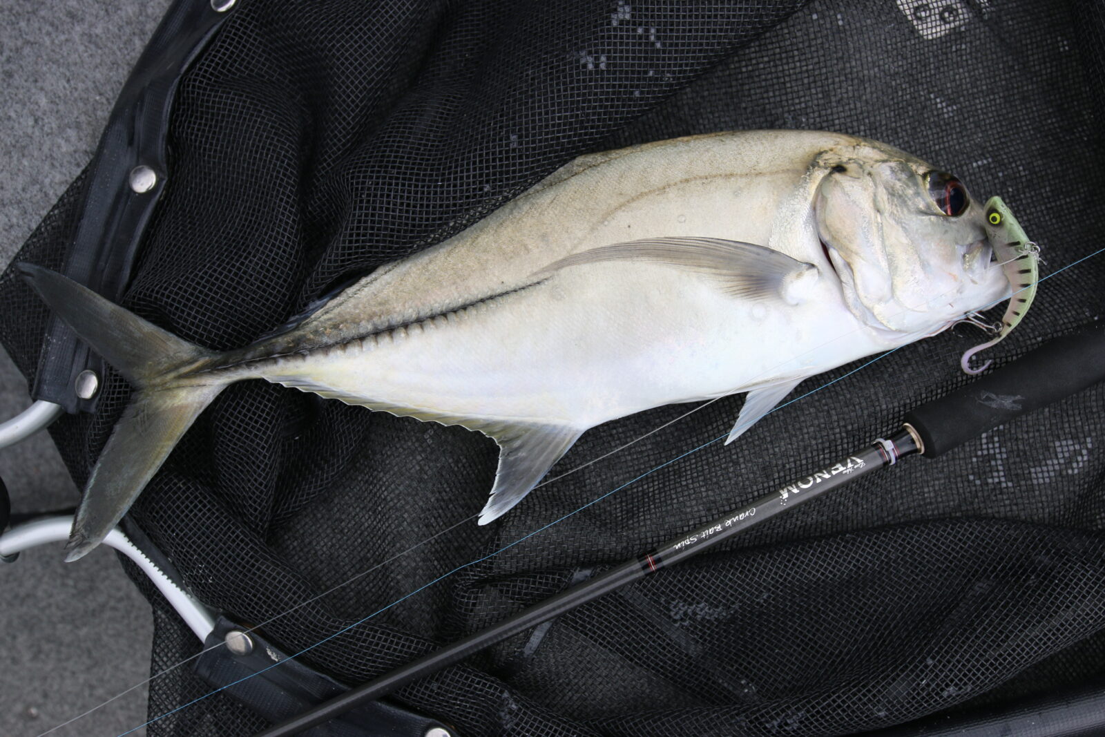 Tweed Heads Area, NSW, Fishing