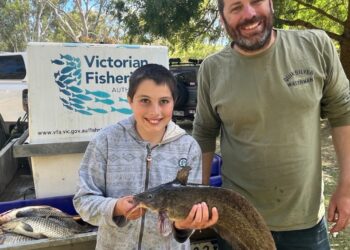 Catfish make a comeback