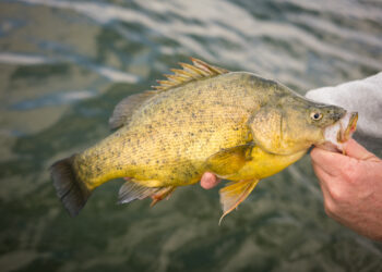 Freshwater fishing basics