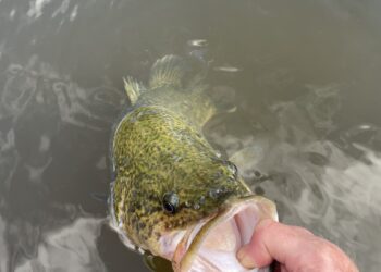 Native fish populations flourishing across Victoria