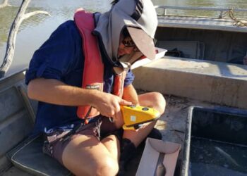 OzFish launches freshwater tagging program across Murray-Darling Basin
