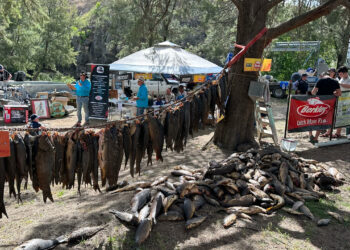 Sofala Carp Blitz produces record haul