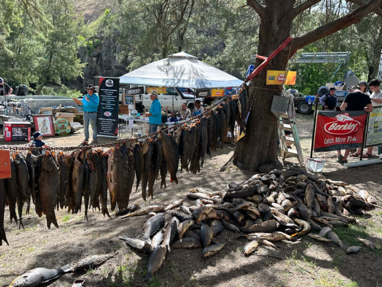 Sofala Carp Blitz produces record haul