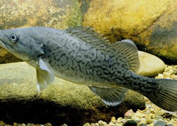 Have your say on trout cod recovery roadmap
