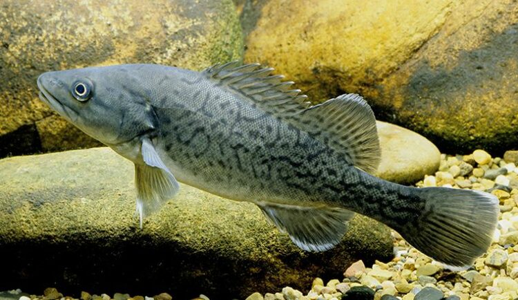 Have your say on trout cod recovery roadmap