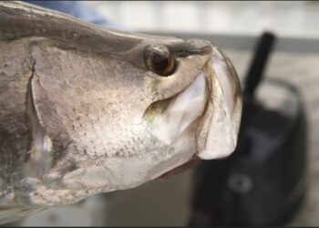 Environment: Barra netting update