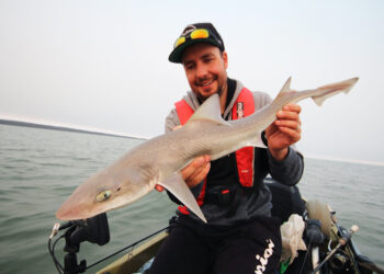 Kayak fishing for gummy sharks