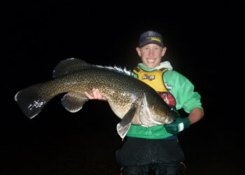 New England Murray cod