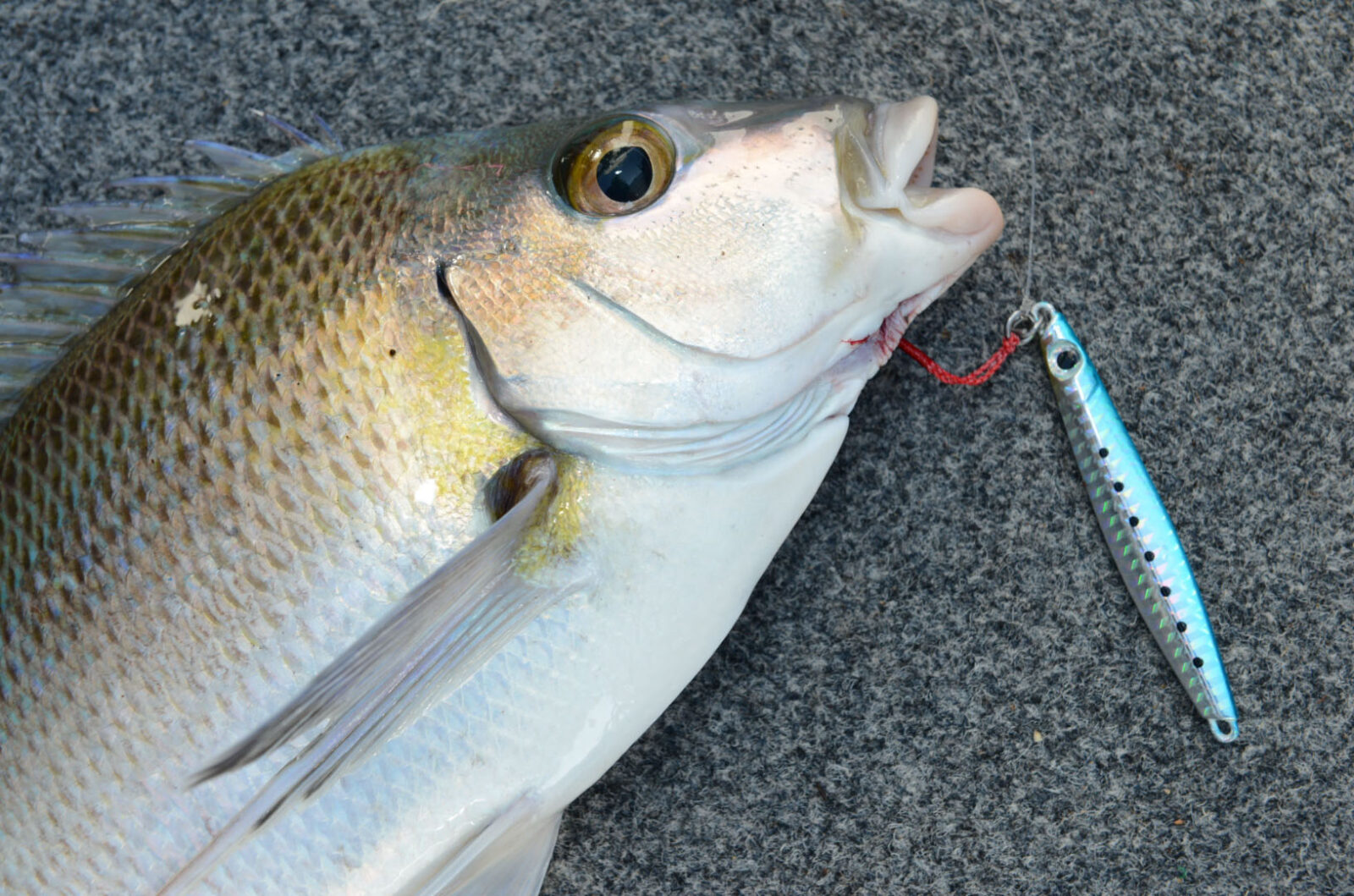 The micro lure game Fishing World Australia