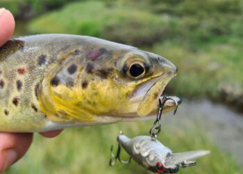 Summer high country trout