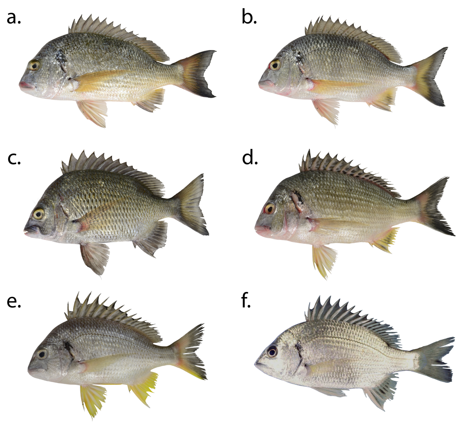 FISH FACTS New Bream Species Fishing World Australia