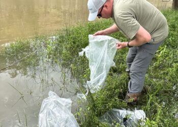 Murray cod and golden perch stocked in the Turon