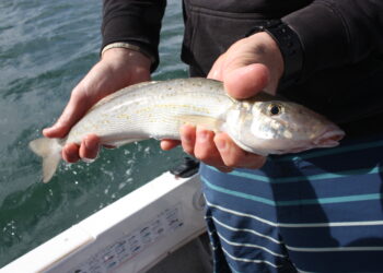Westernport whiting