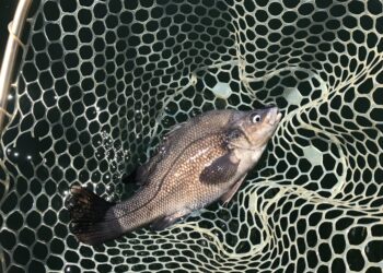 Victorian Macquarie perch given statewide protected status