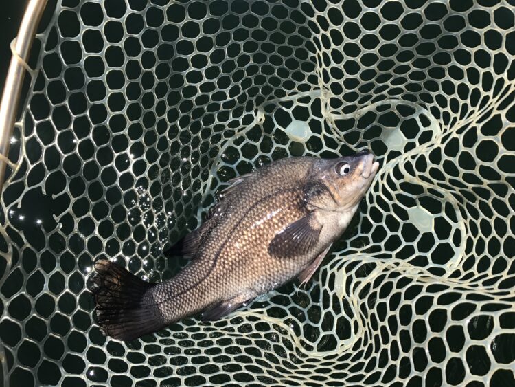 Victorian Macquarie perch given statewide protected status