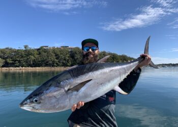 North Coast longtails