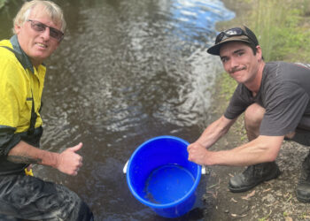 Boost for Vic trout cod
