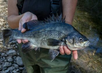 Disease fears force Winburndale closure