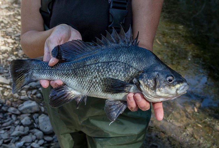Disease fears force Winburndale closure