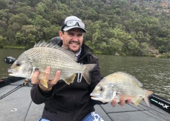 Big bream on bait