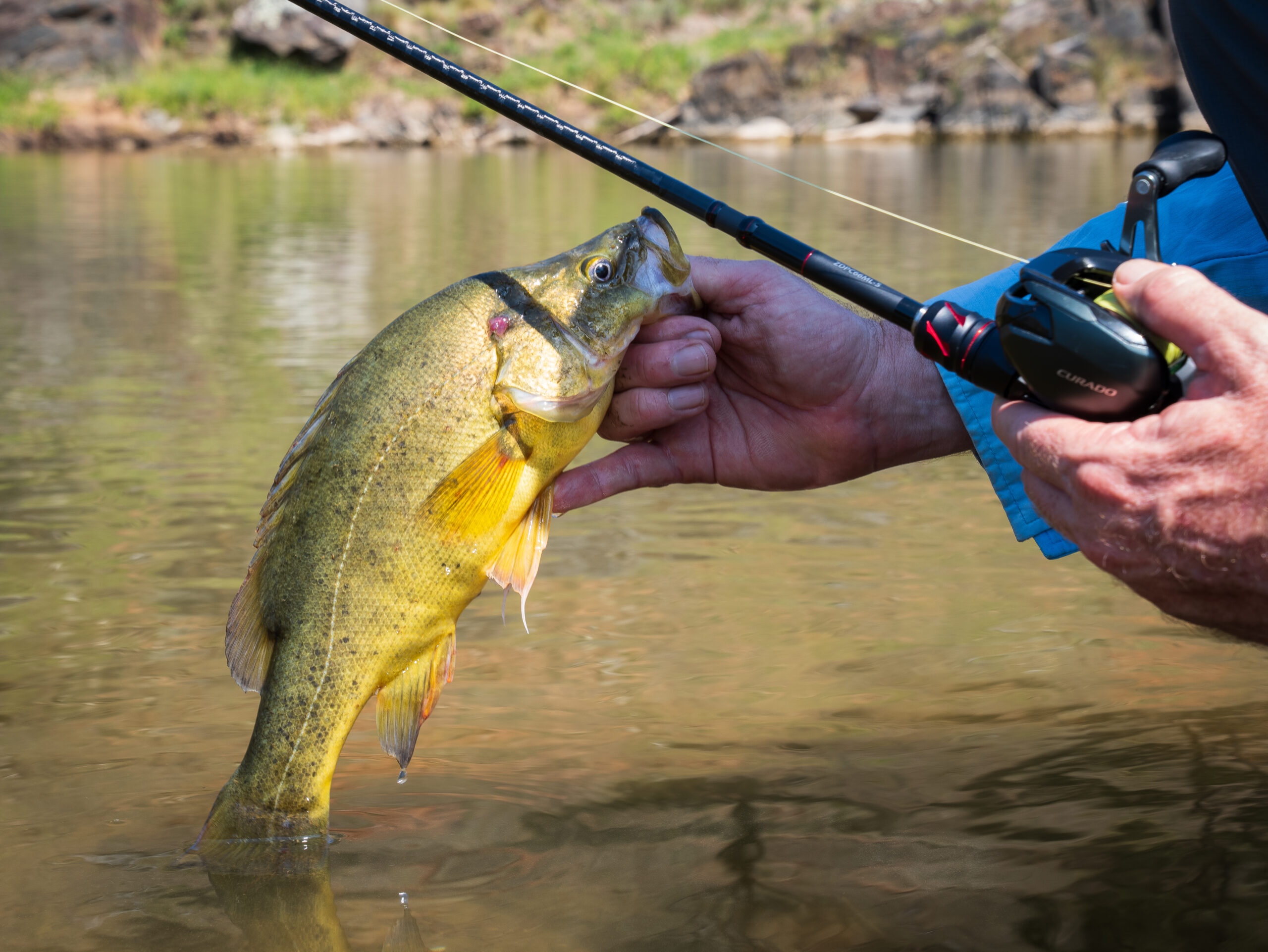 Shimano ZODIAS Spinning Rod – 7'0" Medium Power, 5-Piece Travel Spinning Rod For Bass Fishing