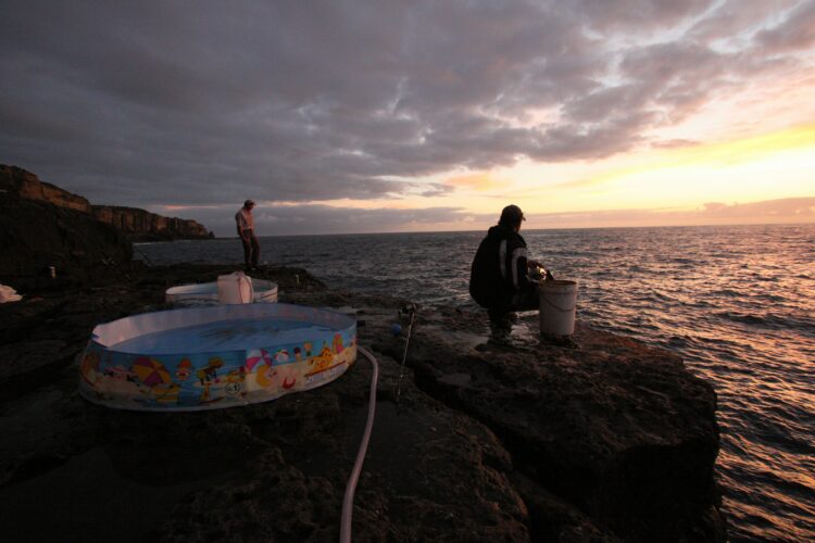 Landbased livebaiting