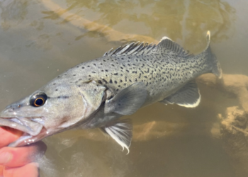 Trout cod reintroduced into the Upper Goulburn River