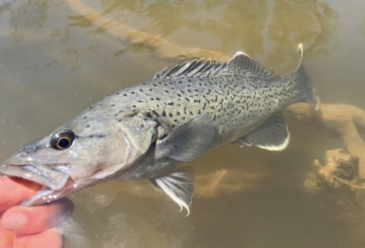 Trout cod reintroduced into the Upper Goulburn River