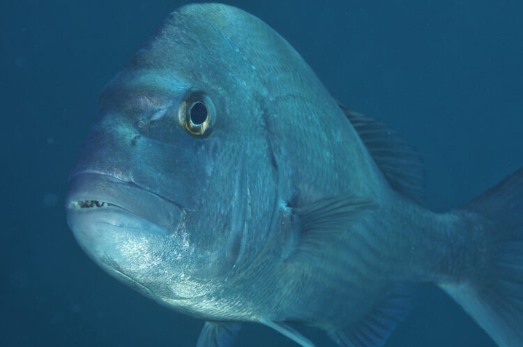 Animal welfare laws threaten Victorian fishing comps