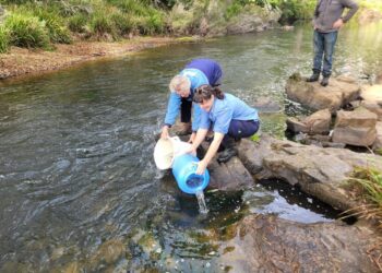 Macqurie perch stocked in Mongarlowe River